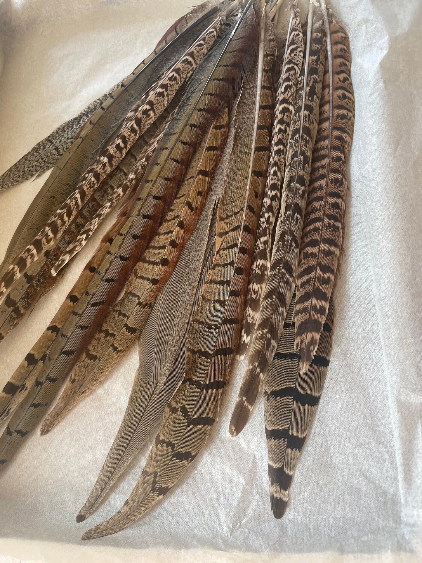 Pheasant Feathers
