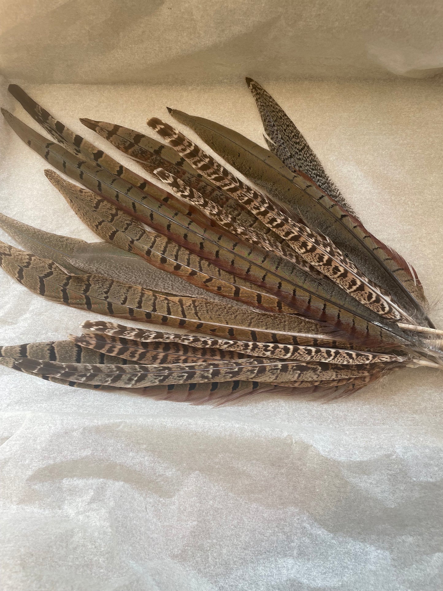 Pheasant Feathers