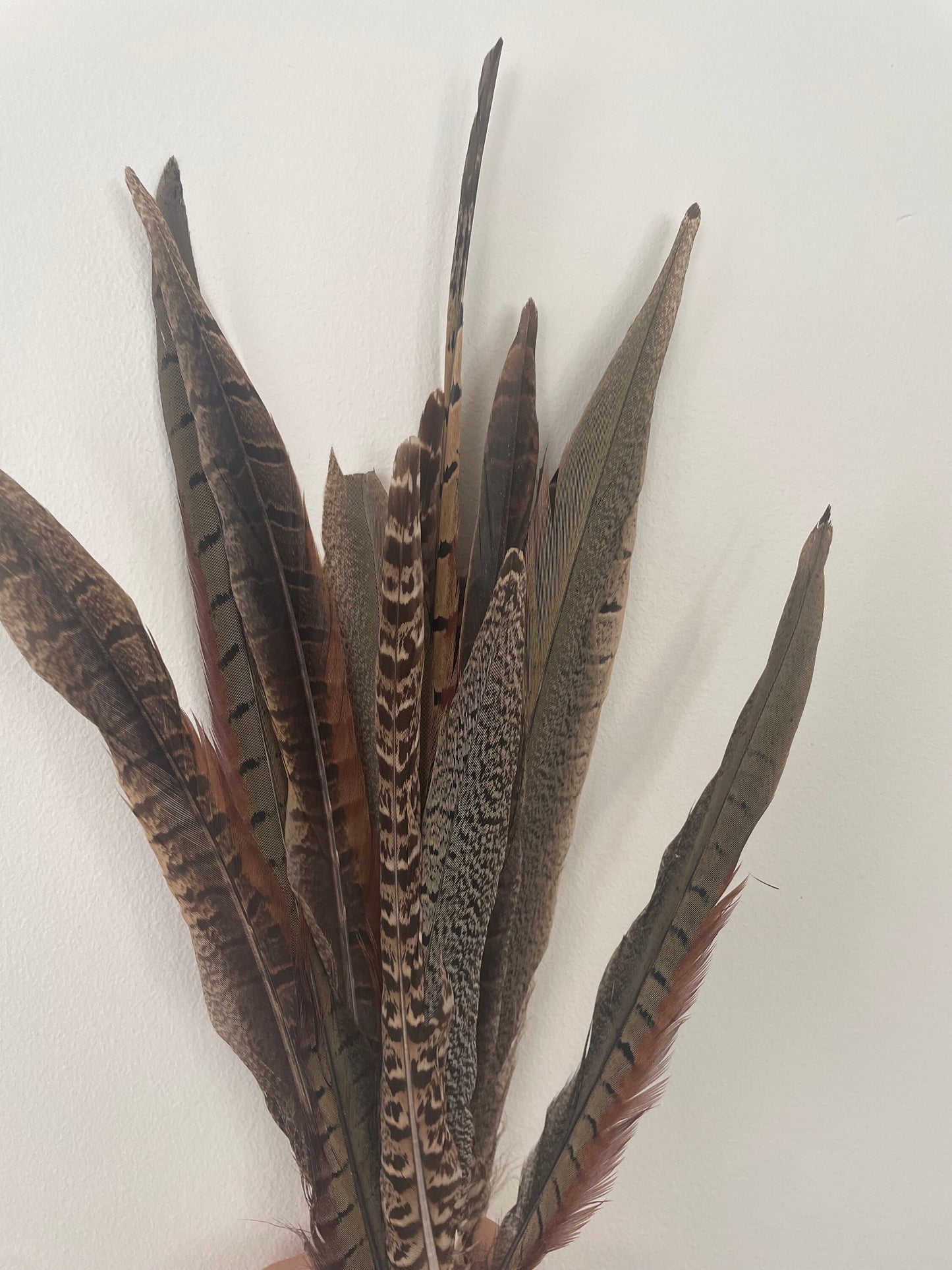 Pheasant Feathers